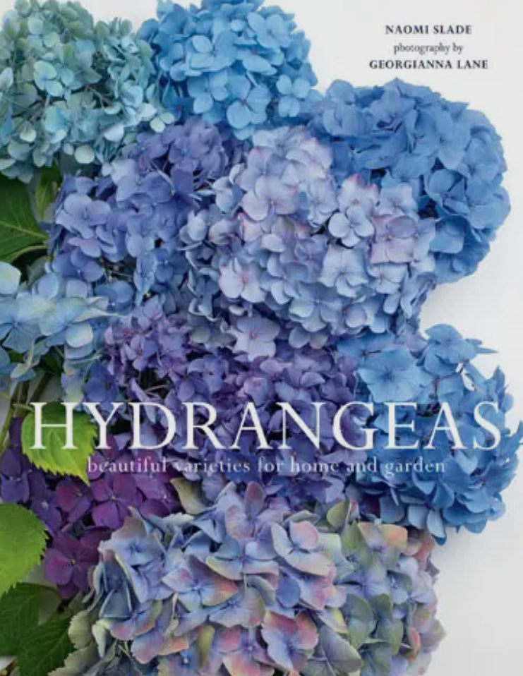 Hydrangea