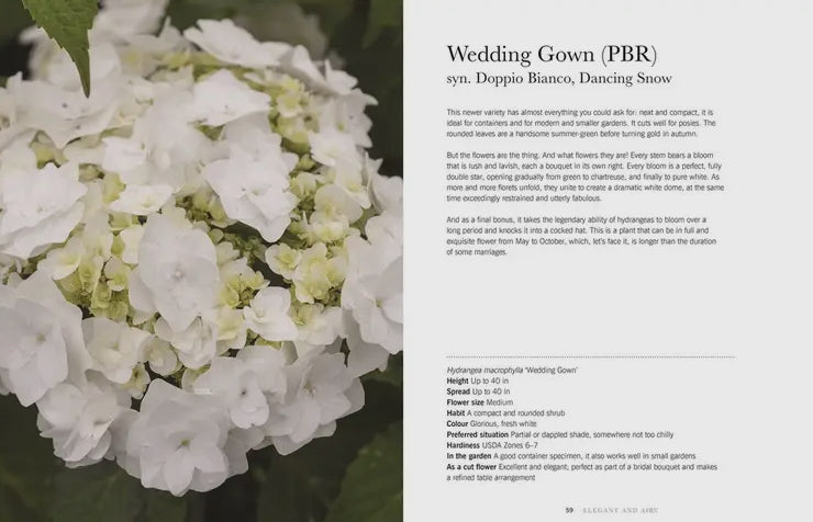 Hydrangea
