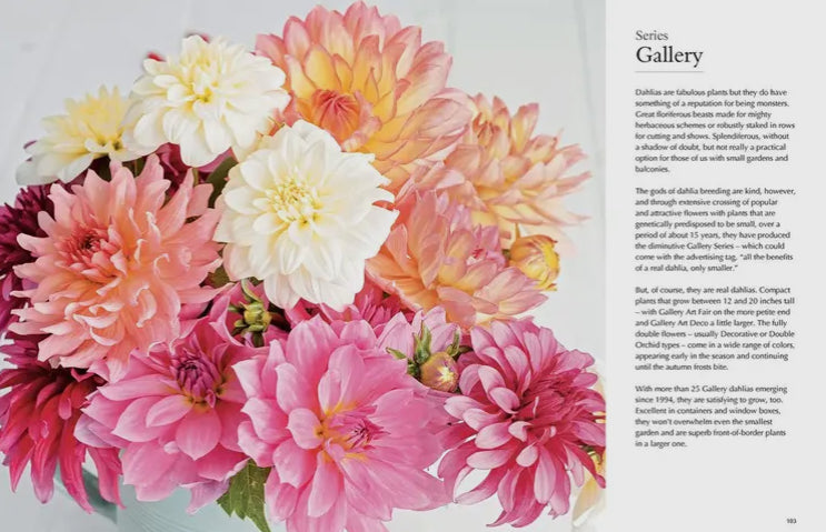 Dahlias