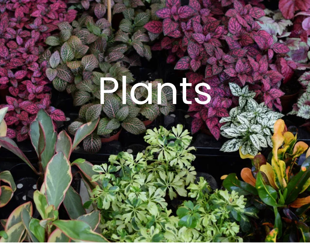 Plant & Dish Garden Subscriptions