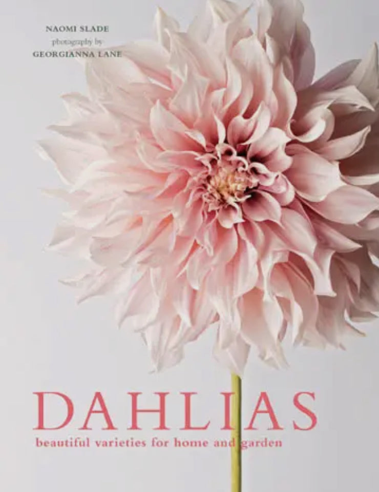 Dahlias