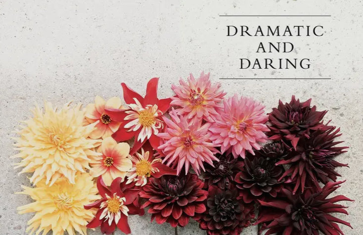 Dahlias