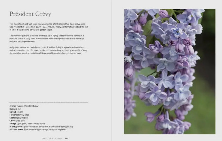 Lilacs: beautiful varieties for home and garden