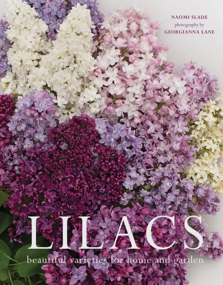 Lilacs: beautiful varieties for home and garden