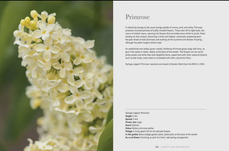 Lilacs: beautiful varieties for home and garden