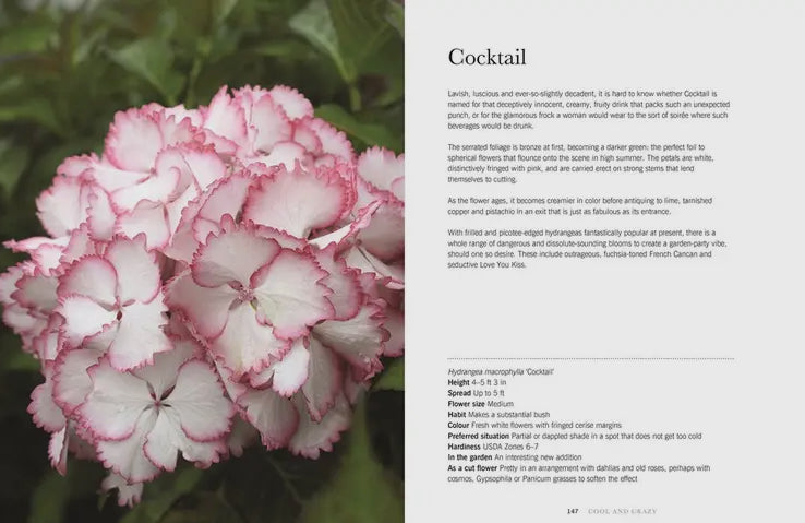 Hydrangea