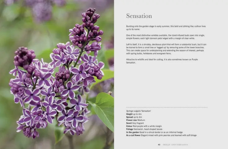 Lilacs: beautiful varieties for home and garden
