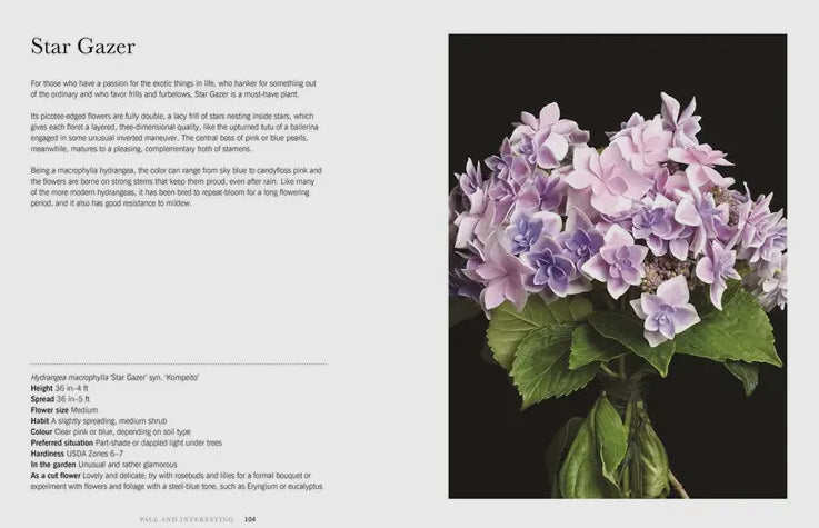 Hydrangea