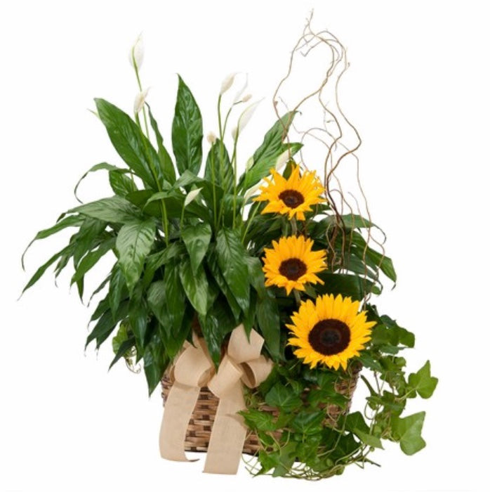 Plant Baskets