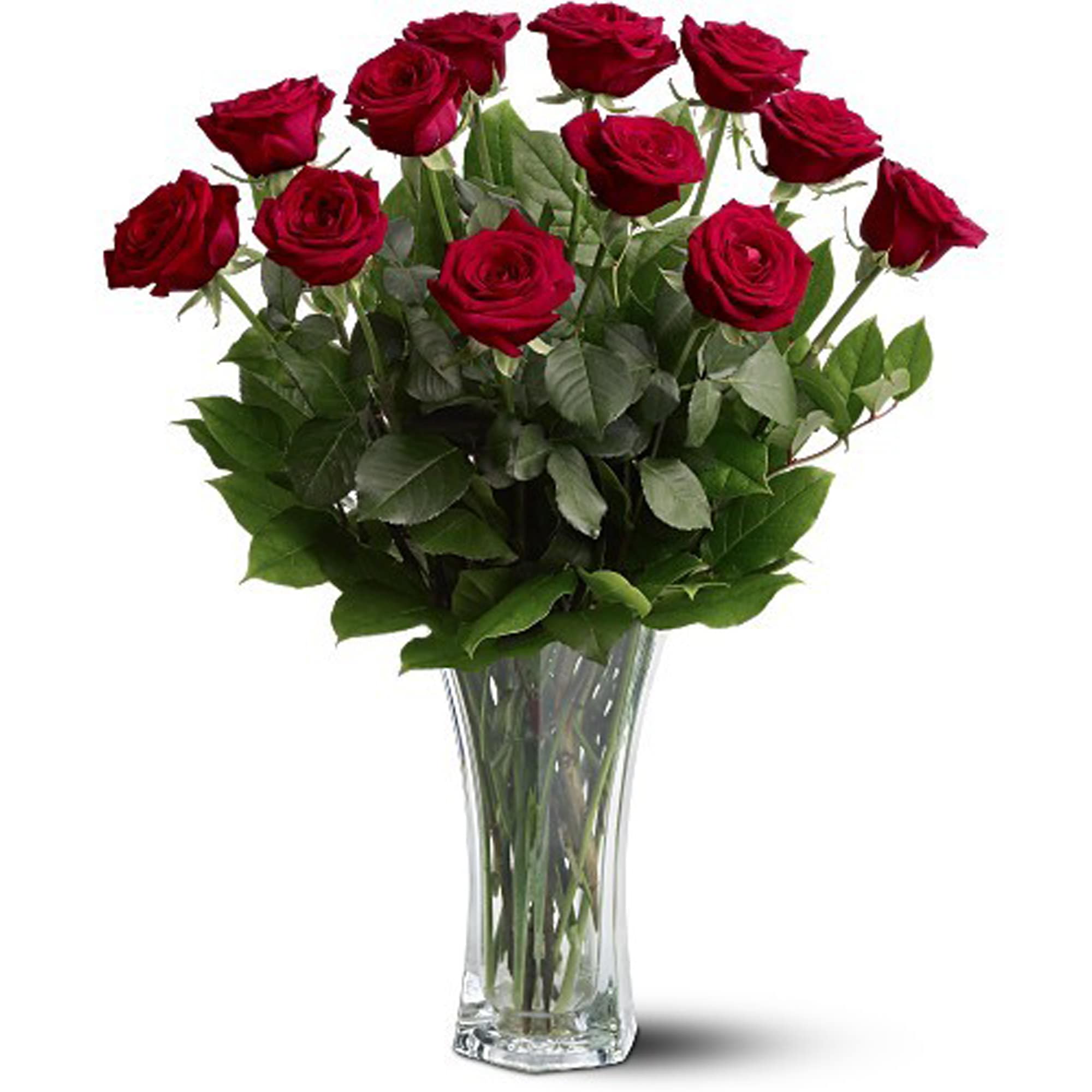 Classic Red Roses