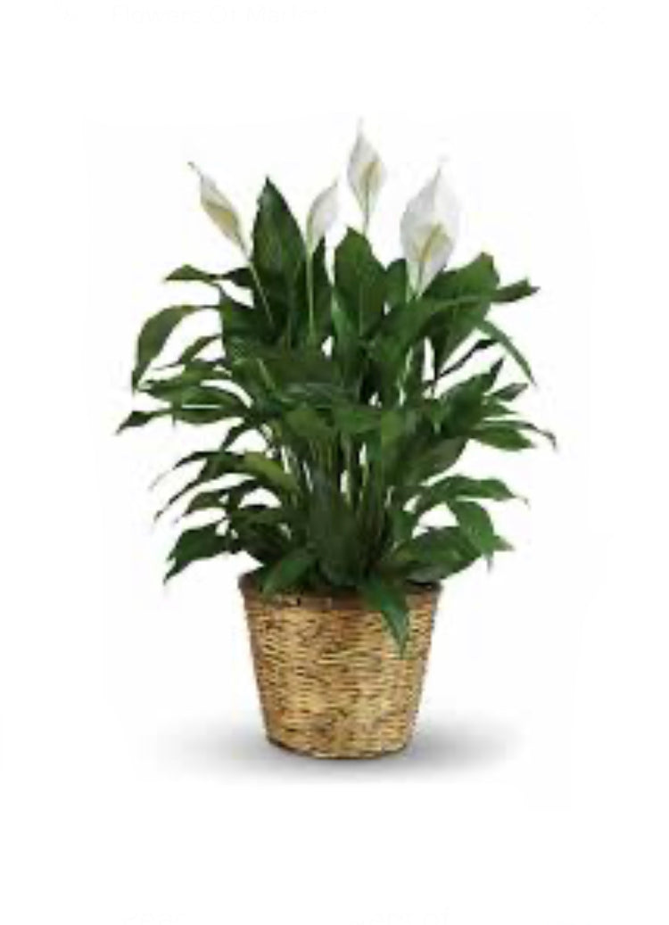 Peace Lily