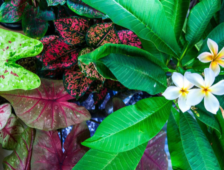 Plant & Dish Garden Subscriptions
