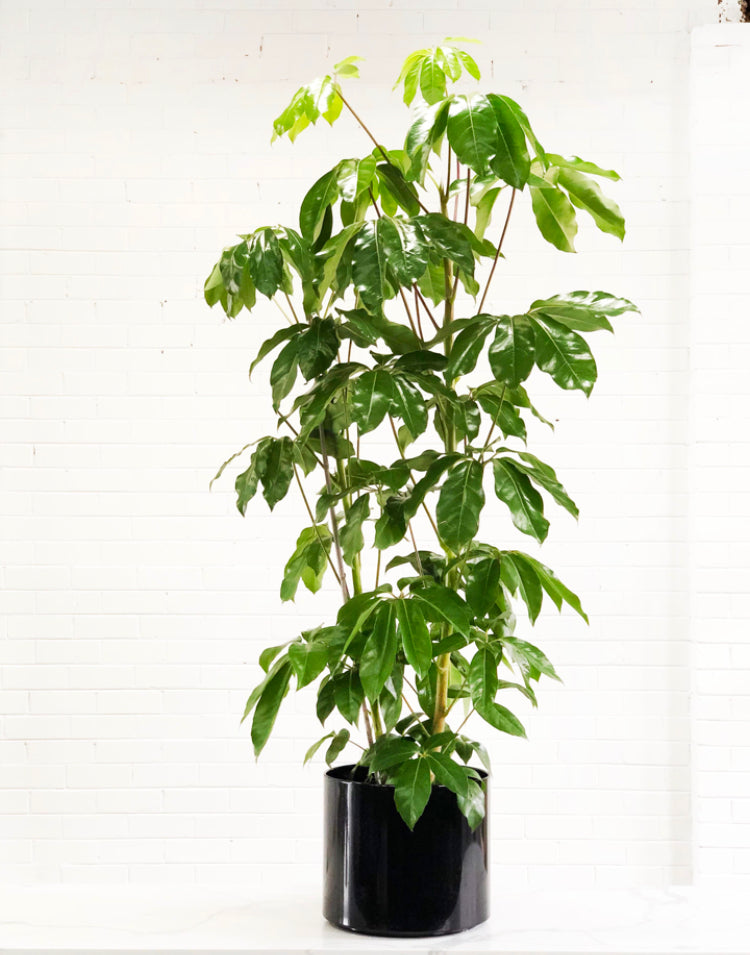 Umbrella Tree (Schefflera 'Amate' Junior)